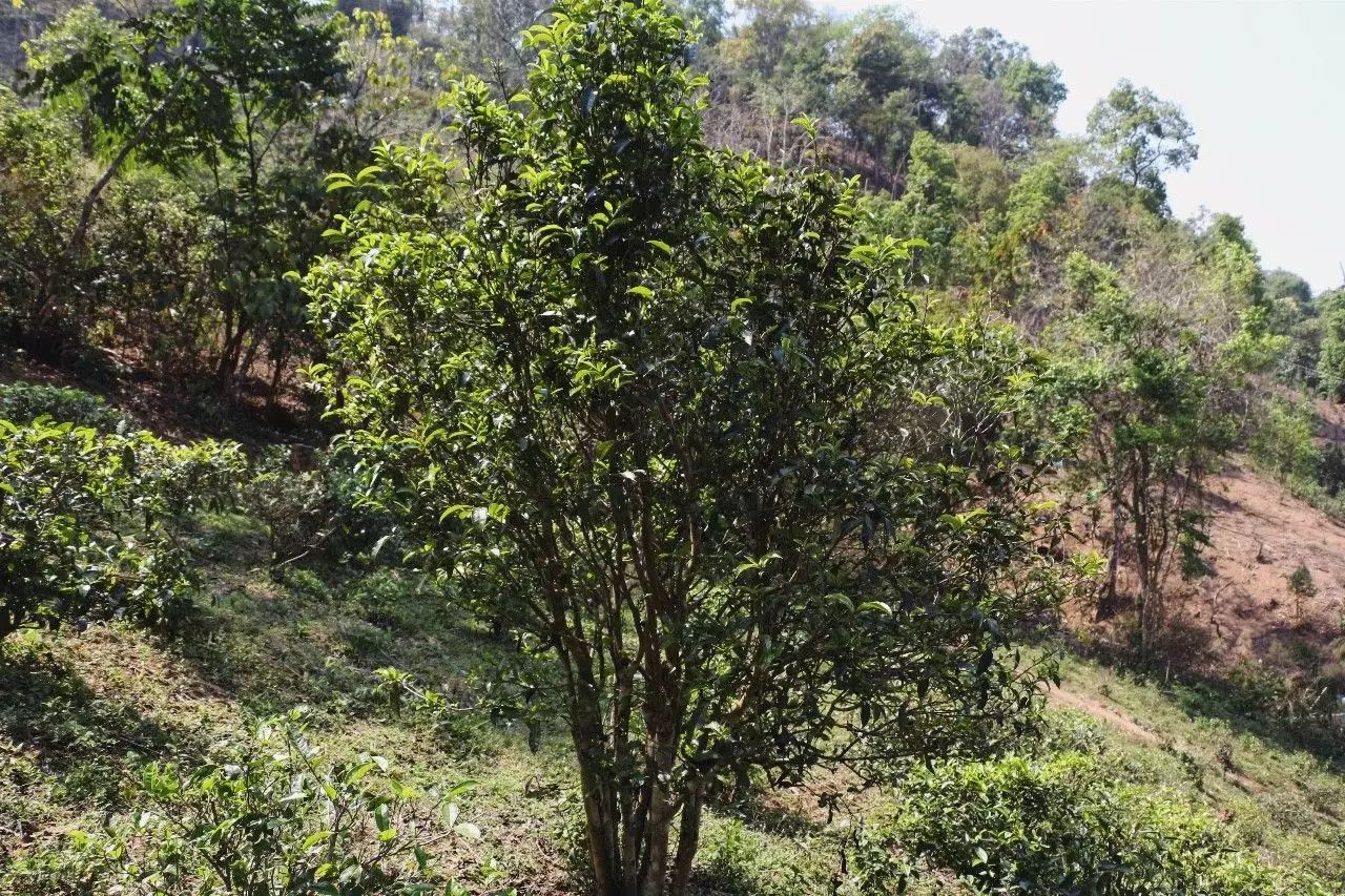 2023年彎弓古樹春茶價(jià)格是多少？