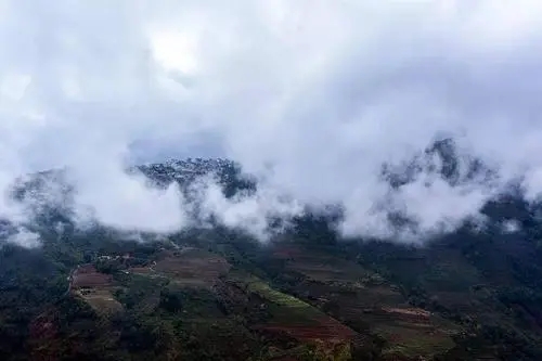 2023年勐庫大忠山古樹春茶口感如何？