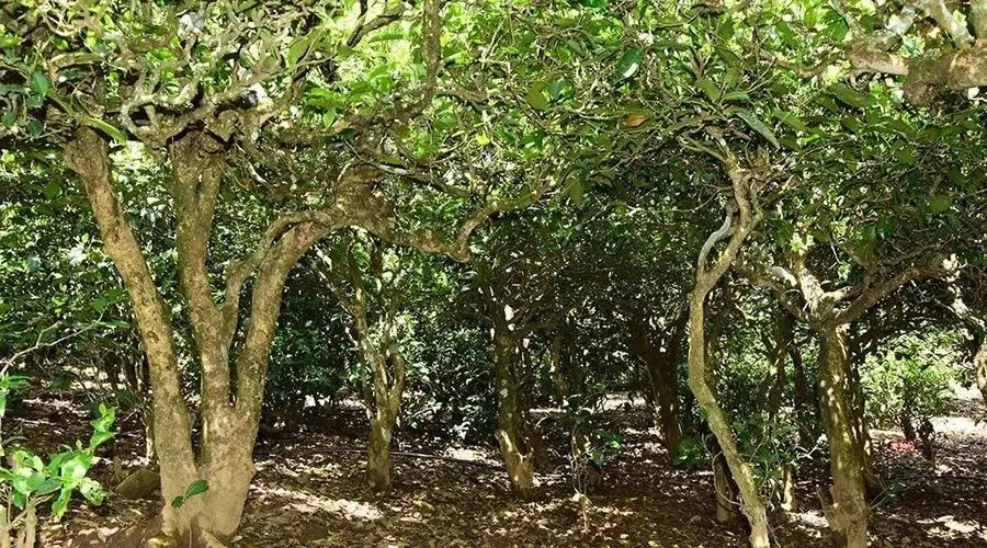 2023年勐庫大忠山古樹春茶多少錢一公斤？