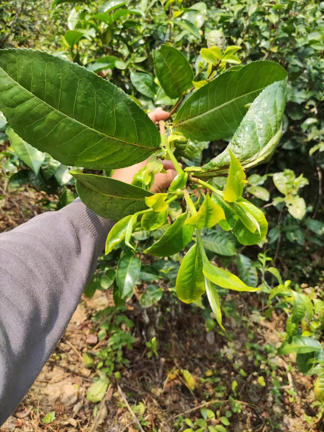 2023年勐庫小荒田古樹春茶品質(zhì)如何？