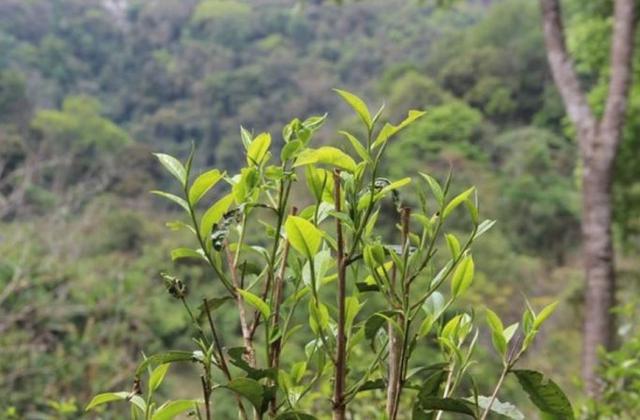 2023年勐庫那蕉古樹春茶品質(zhì)如何？