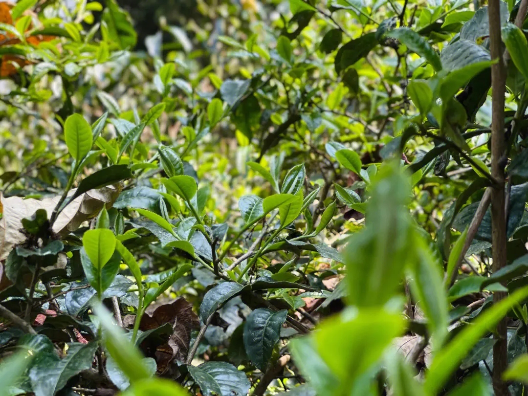 2023年勐庫那蕉古樹春茶多少一公斤？