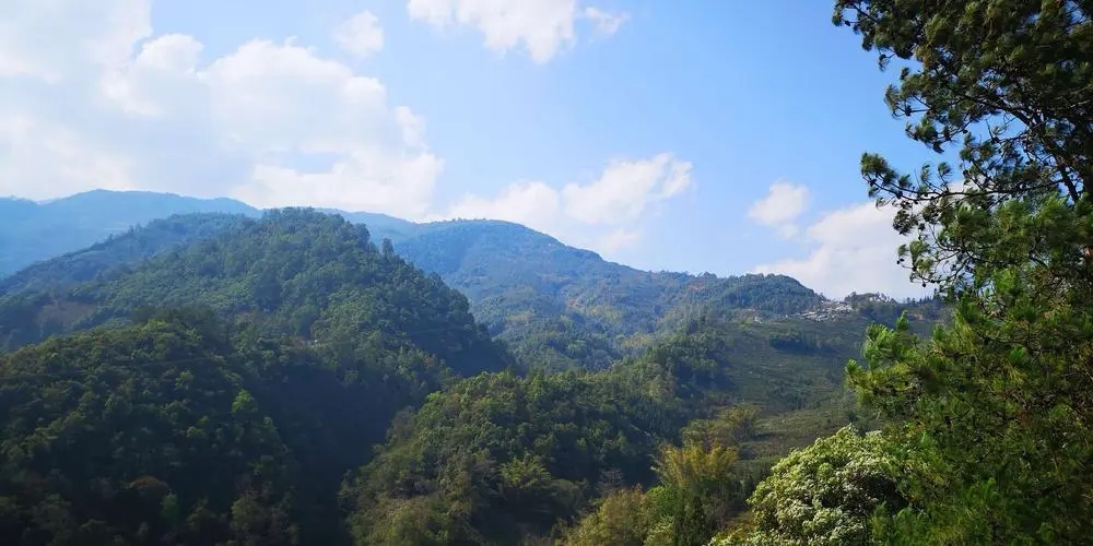 2023年勐庫豆腐寨古樹春茶品質如何？