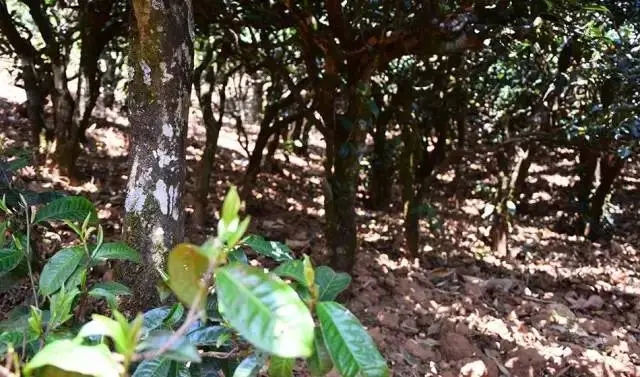 2023年勐庫(kù)豆腐寨古樹春茶價(jià)格是多少？