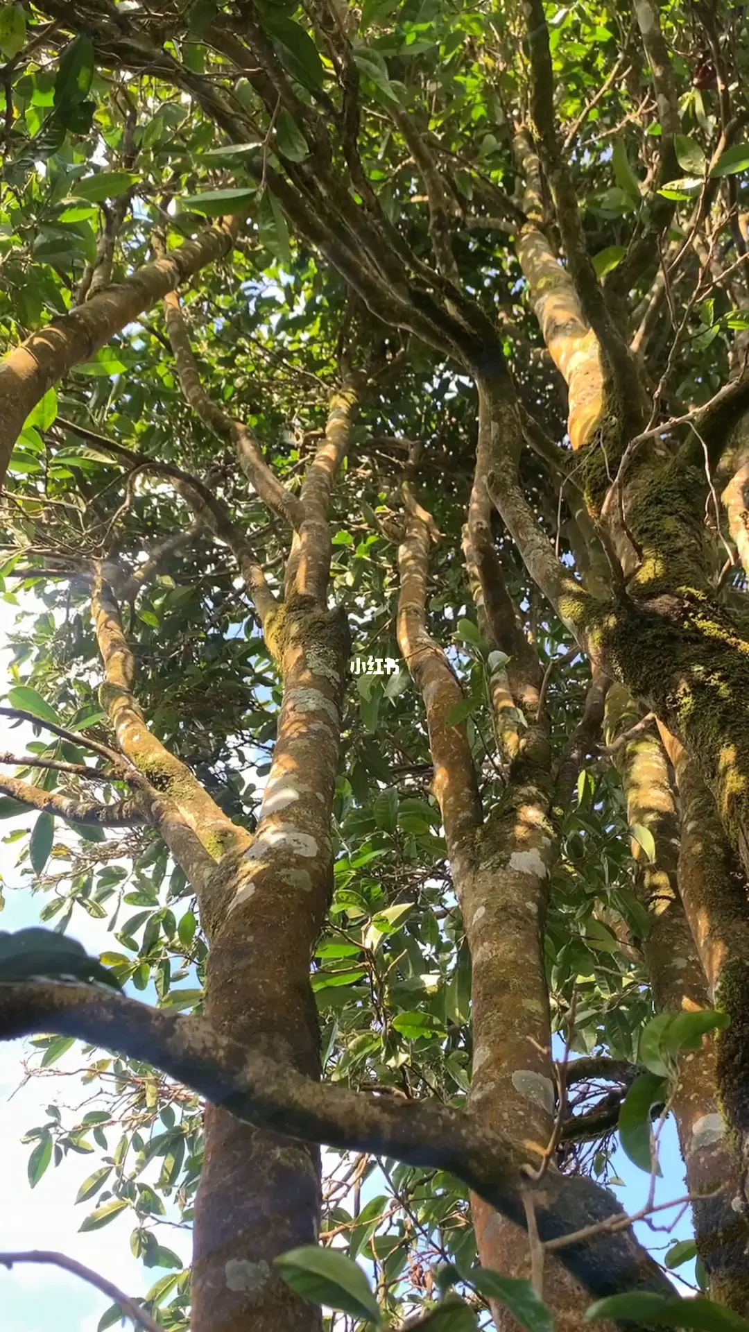 2023年勐庫河邊寨古樹春茶品質(zhì)如何？