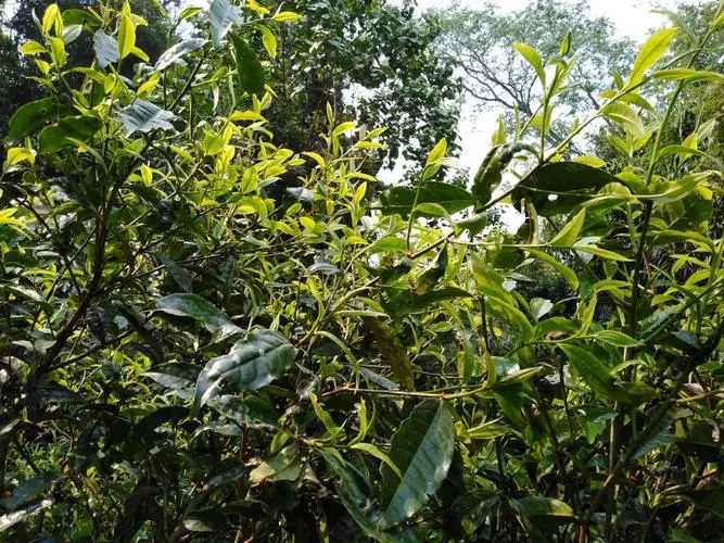 2023年勐庫河邊寨古樹春茶價格是多少？