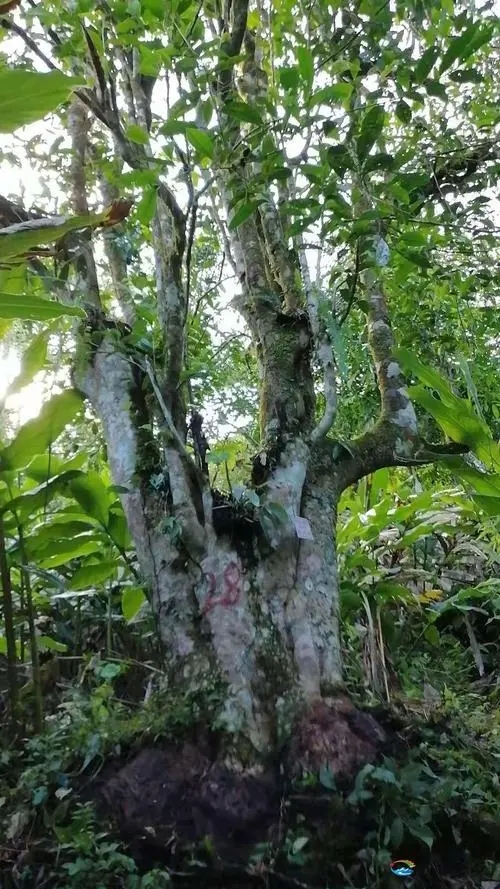 2023年麻栗坡古樹春茶品質(zhì)如何？