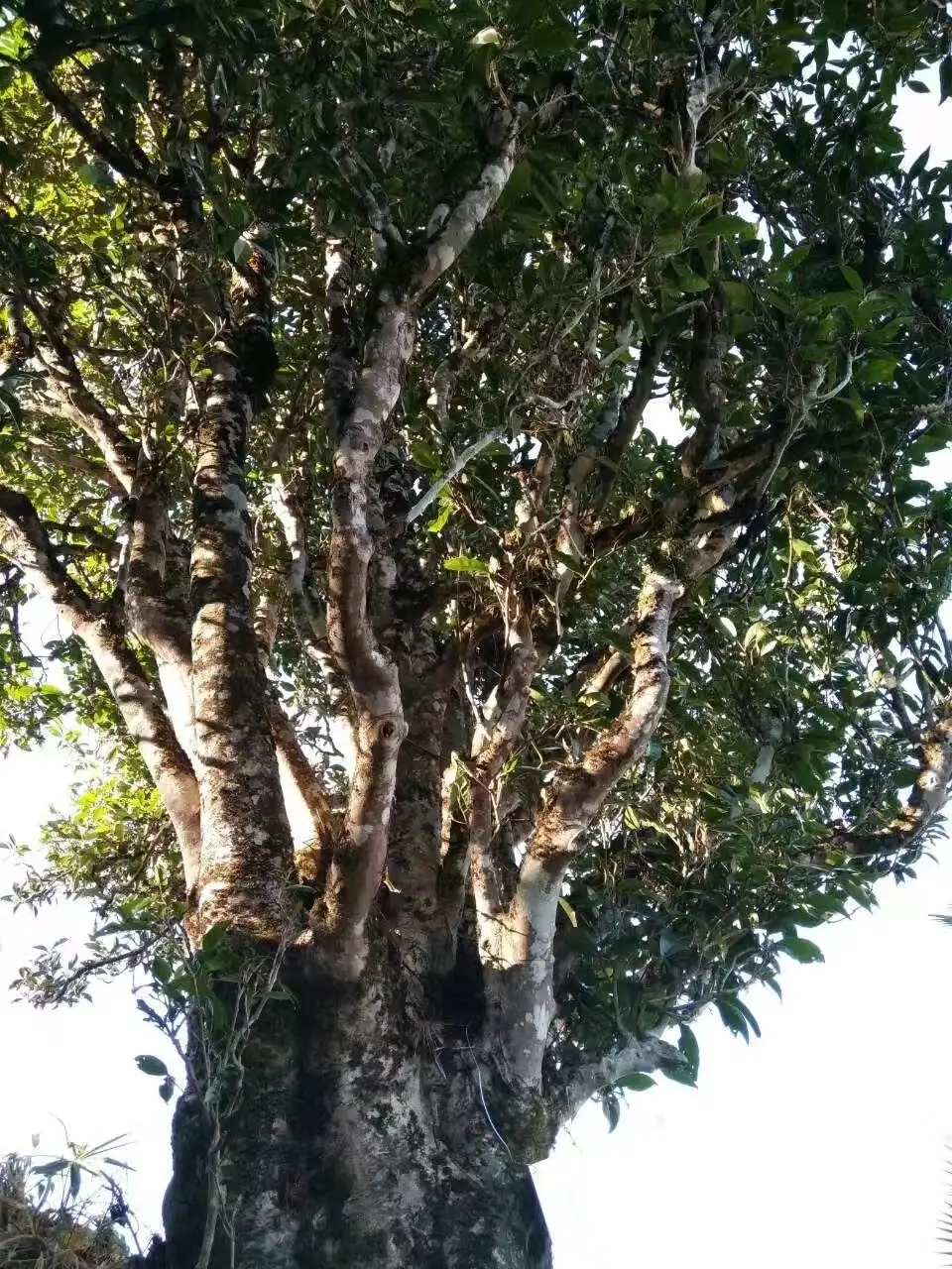 2023年麻栗坡古樹(shù)春茶口感怎么樣？