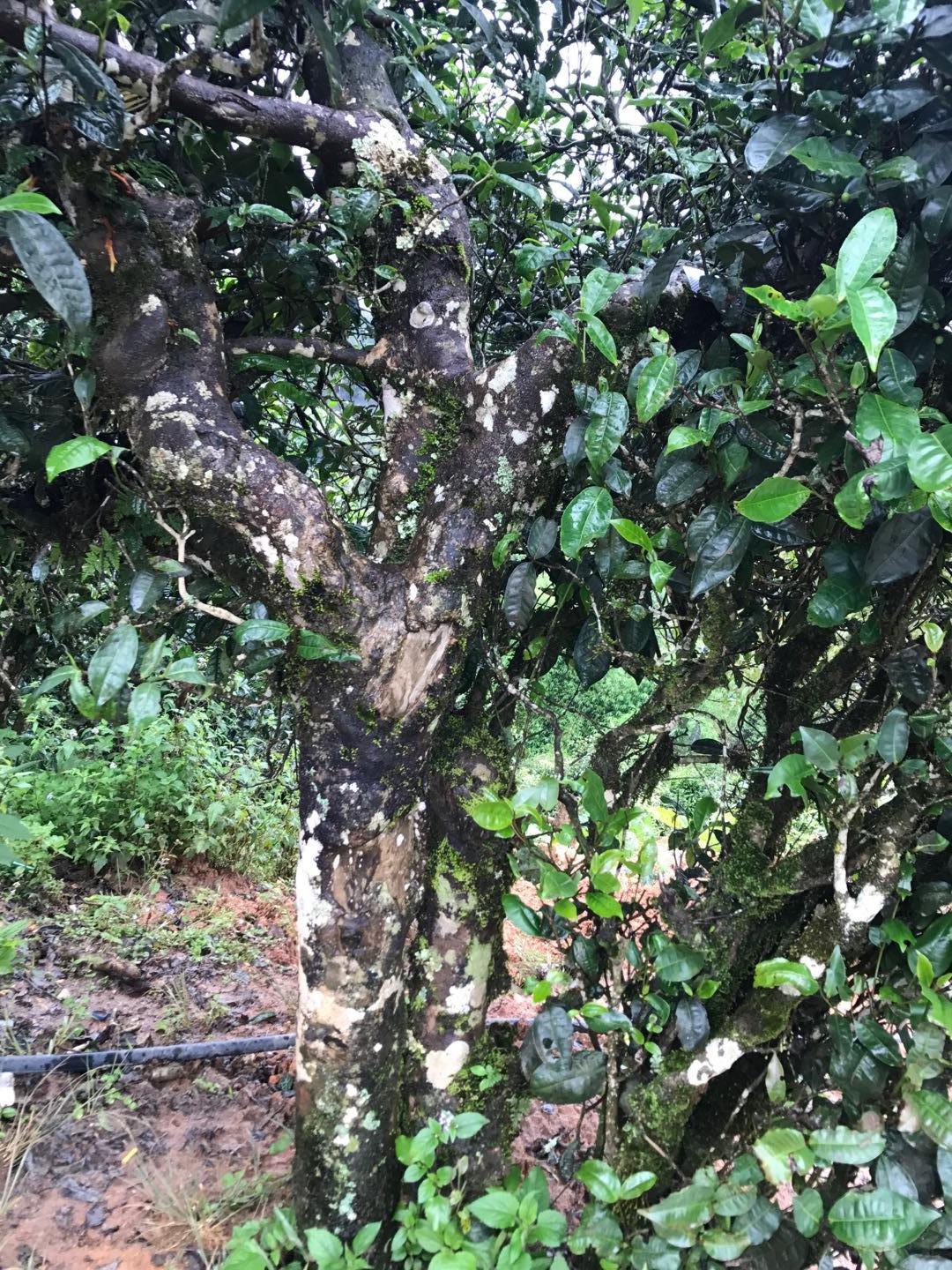 2023年麻栗坡古樹(shù)春茶價(jià)格是多少？