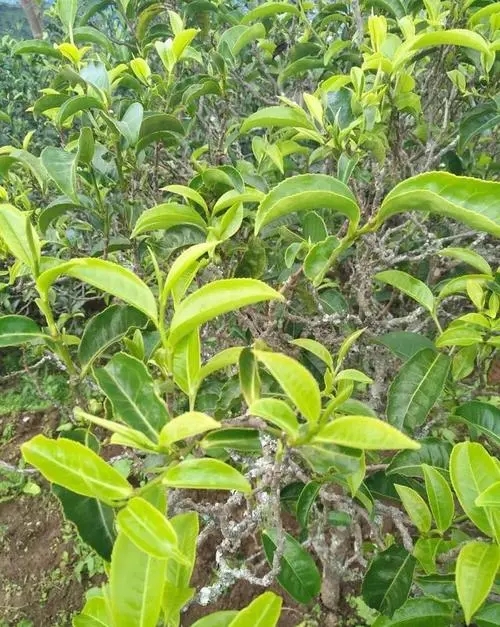 2023年鍋底塘古樹春茶品質(zhì)怎么樣？