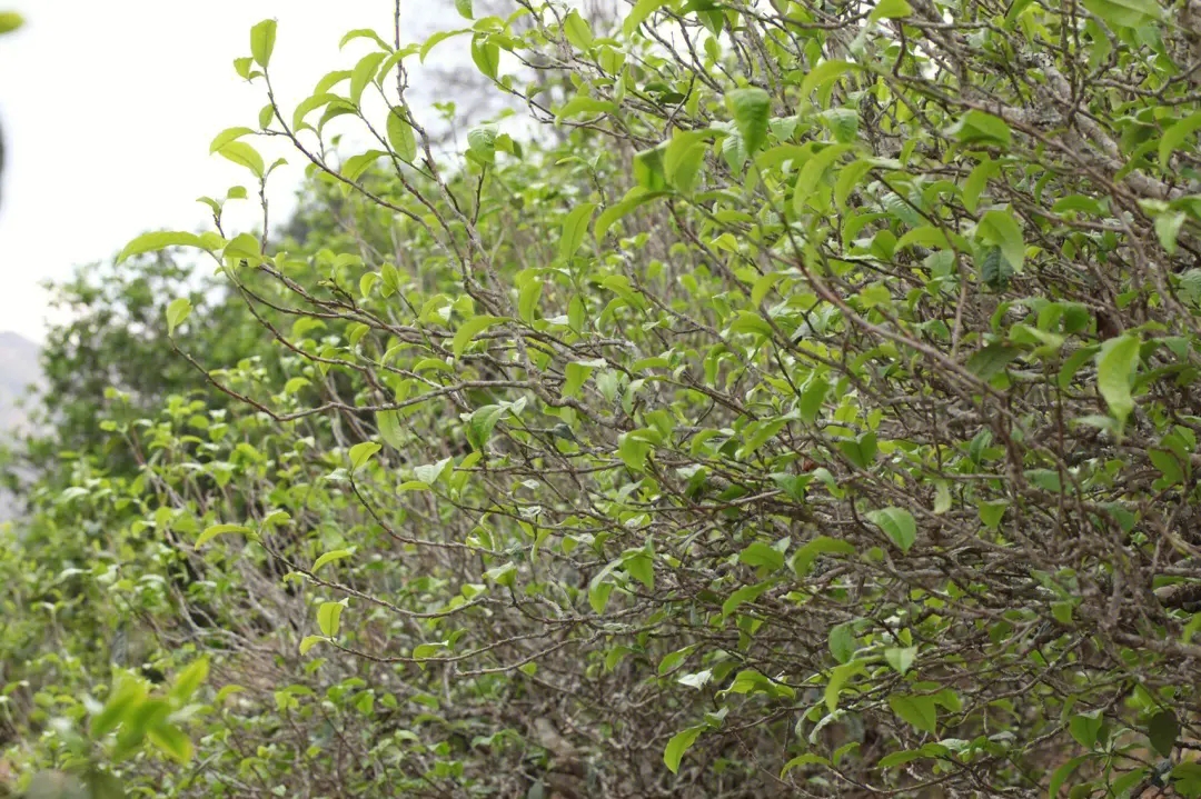 2023年鍋底塘古樹春茶價格多少？