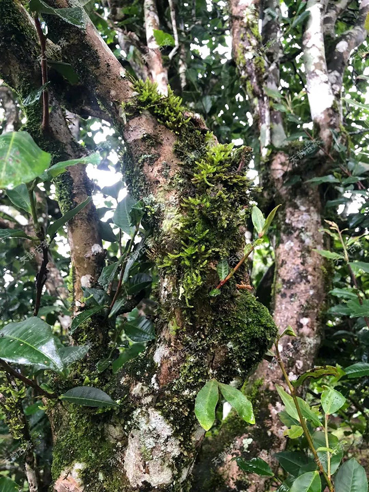 2023年永德大雪山古樹春茶品質(zhì)如何？