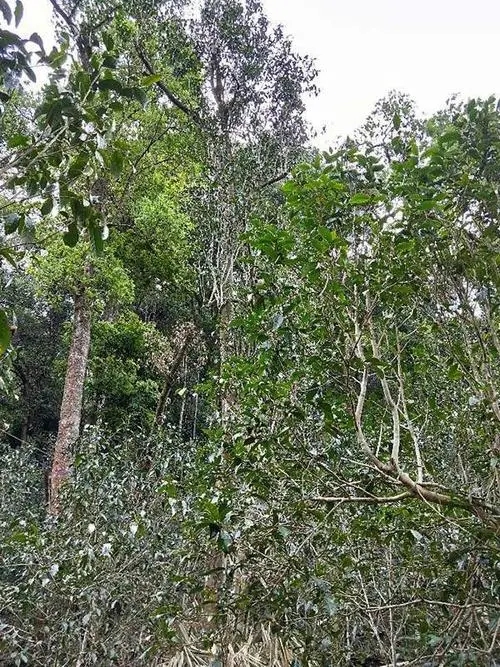 2023年多依樹古樹春茶品質(zhì)如何？