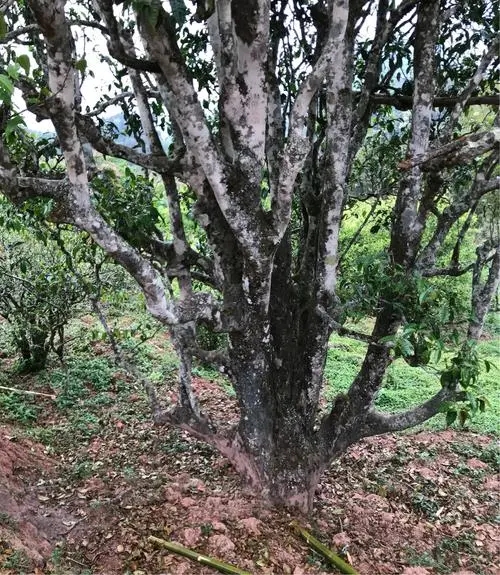 2023年易武張家灣古樹春茶特點是什么？