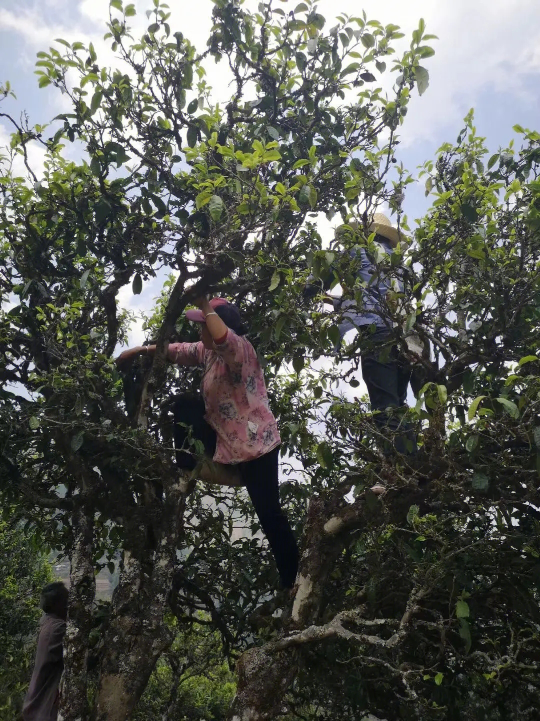 2023年寧洱擺尾箐古樹春茶特點是什么？