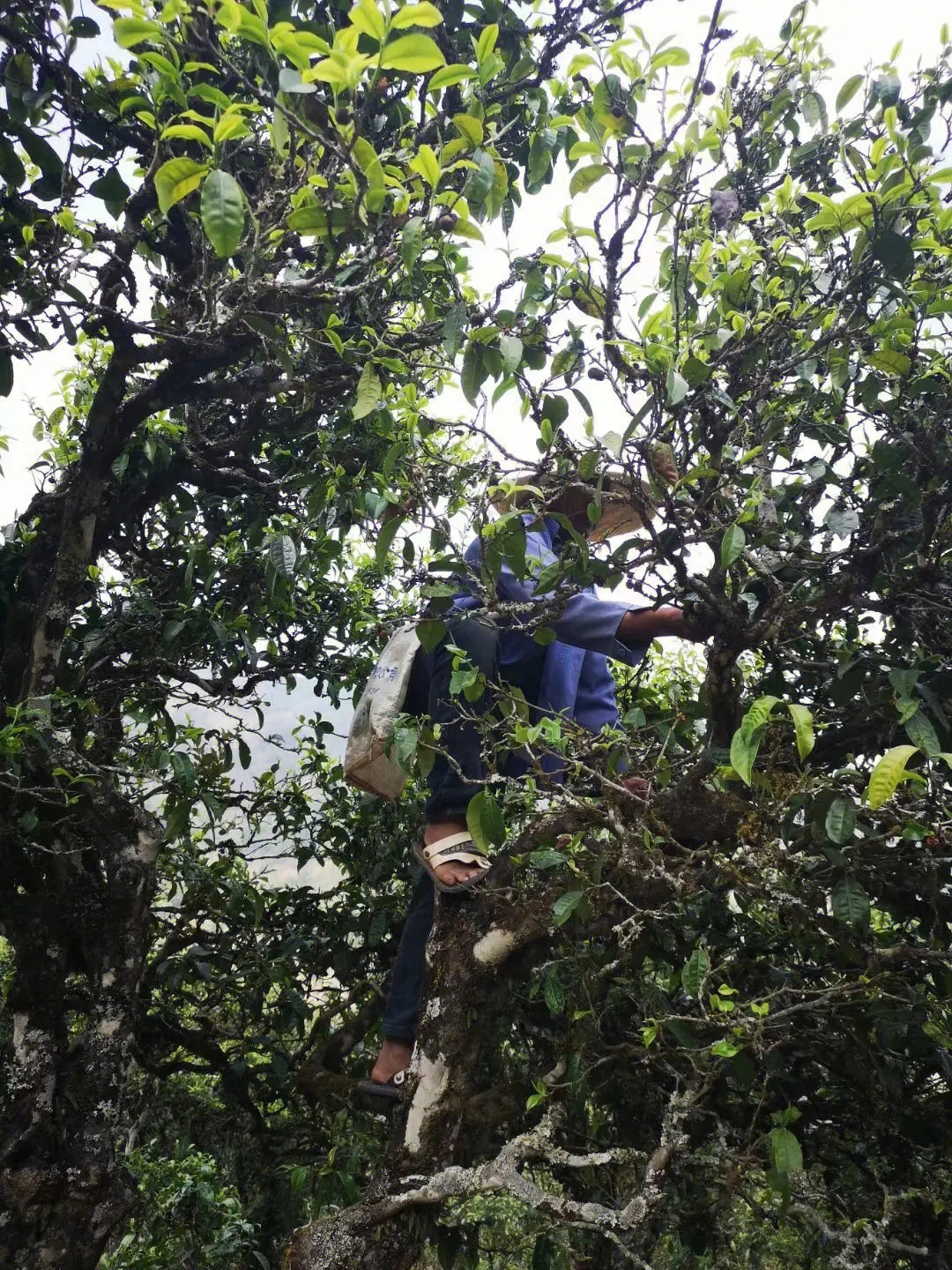 2023年寧洱擺尾箐古樹春茶品質(zhì)如何？