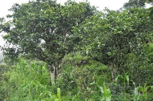 2023年鎮(zhèn)沅老海塘古樹春茶特點 是什么？