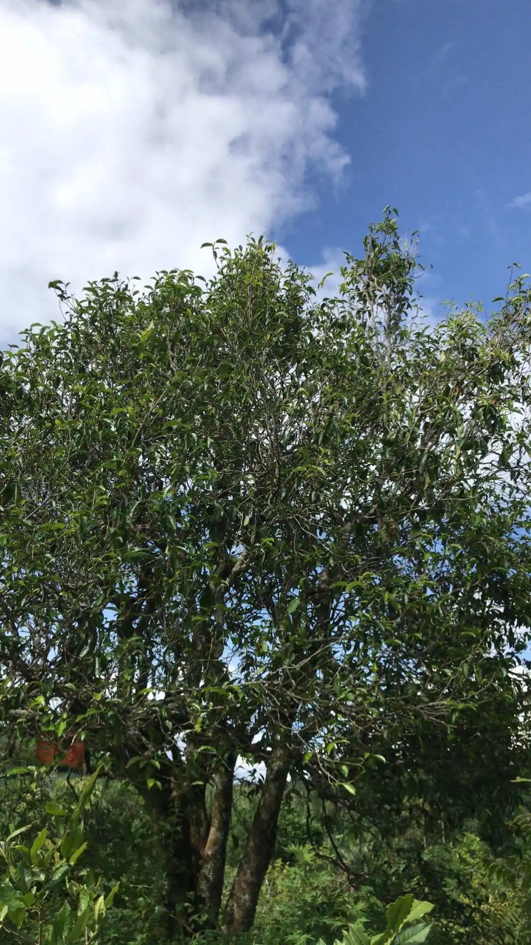 2023年鎮(zhèn)沅老烏山古樹春茶口感怎么樣？