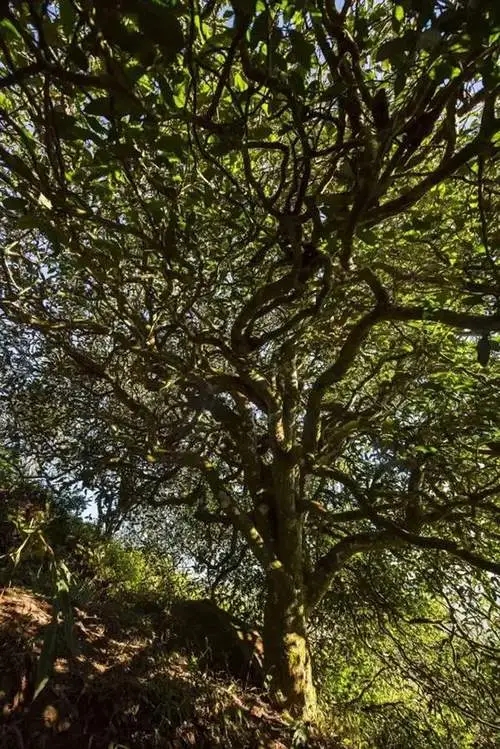 2023年鎮(zhèn)沅老烏山古樹春茶品質(zhì)如何？