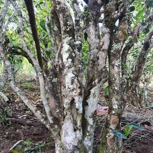 2023年鎮(zhèn)沅老烏山古樹(shù)春茶價(jià)格是多少？