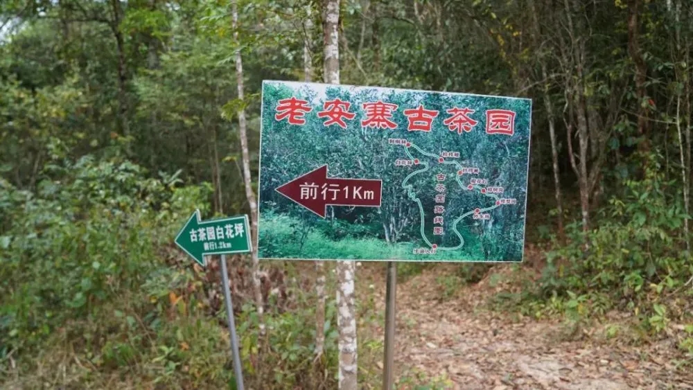 2023年普洱老安寨古樹春茶特點是什么？