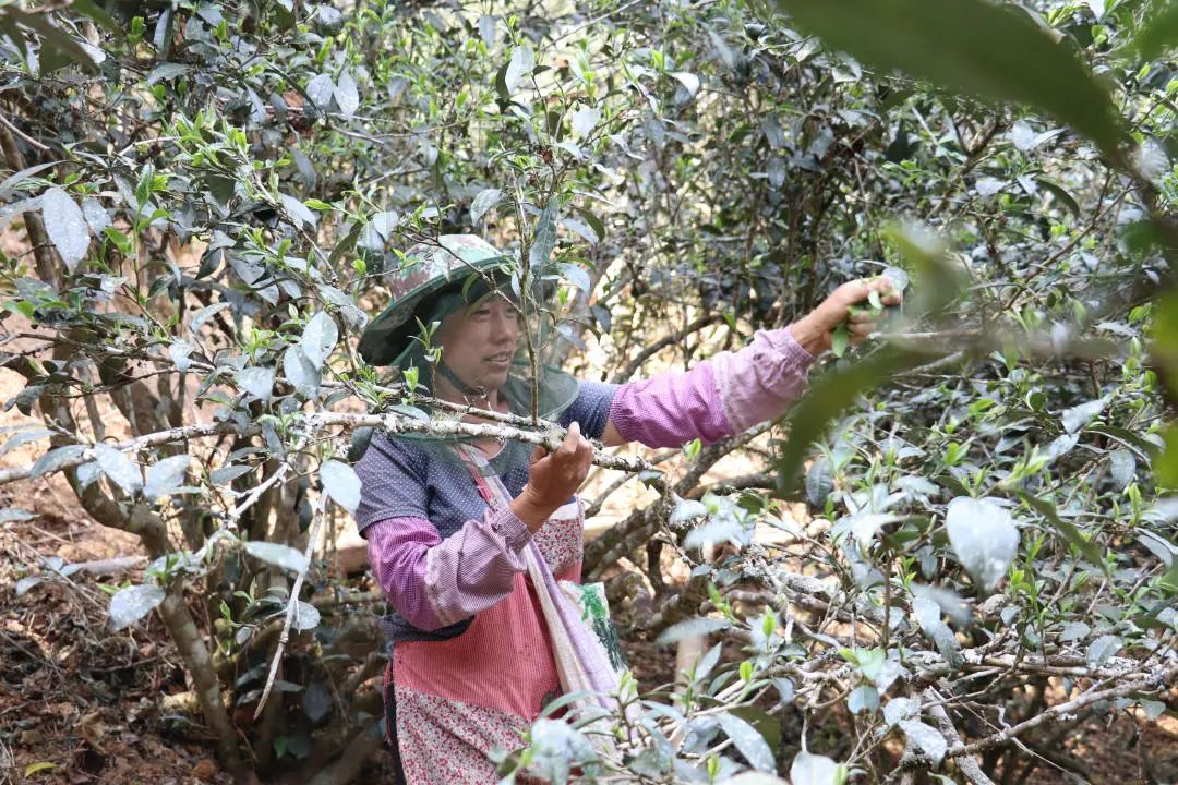 2023年普洱老安寨古樹春茶口感怎么樣？