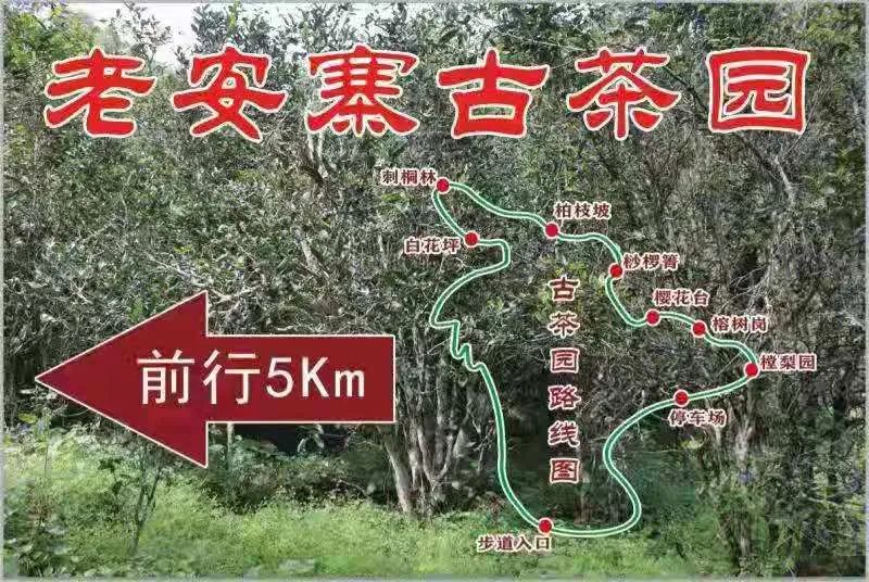 2023年普洱老安寨古樹春茶品質(zhì)如何？