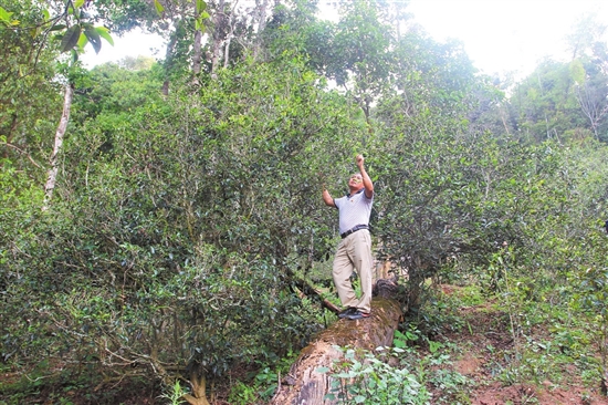 2023年普洱老安寨古樹春茶價(jià)格是多少？