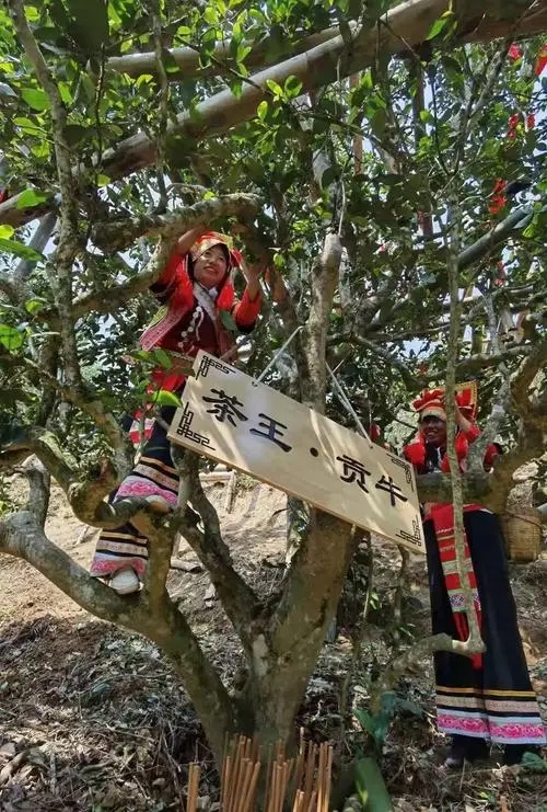 2023年普洱老安寨古樹(shù)春茶多少一公斤？