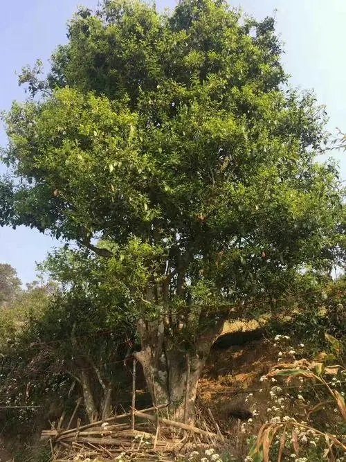 2023年千家寨古樹春茶特點是什么？