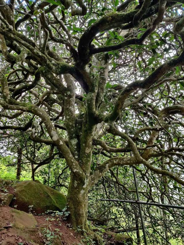 2023年千家寨古樹春茶品質(zhì)如何？