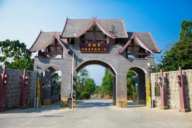 2024年老班章古樹春茶口感是什么？