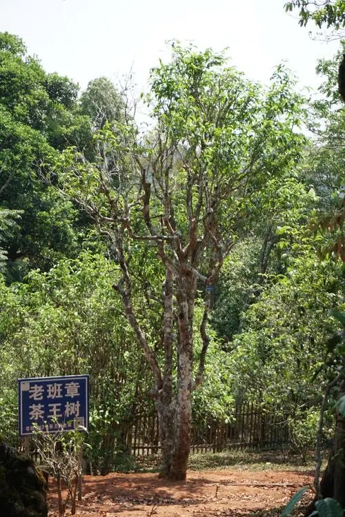 2024年老班章古樹(shù)春茶特點(diǎn)是什么？