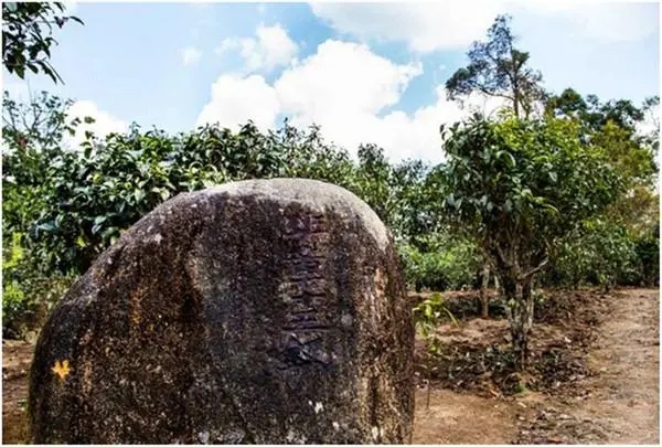 2024年老班章古樹春茶多少一公斤？