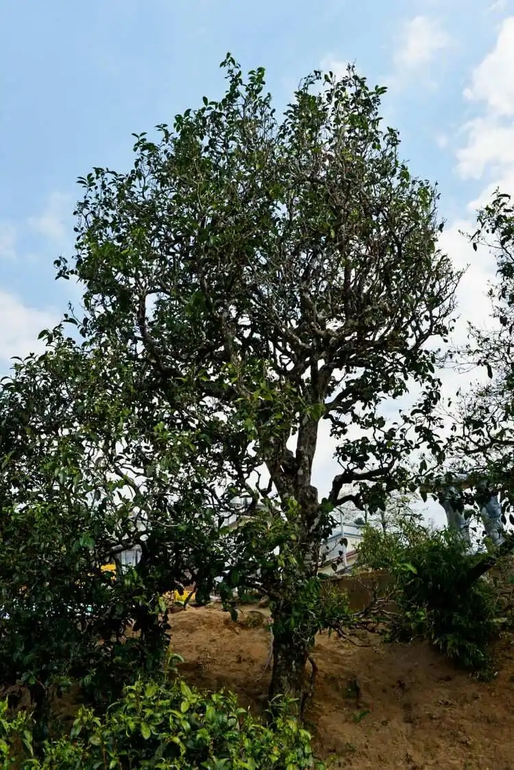 2024年冰島老寨古樹春茶口感是什么？