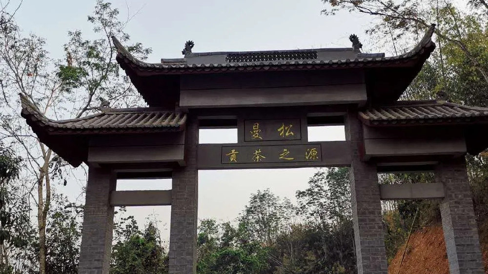 2024年曼松古樹(shù)春茶品質(zhì)如何？