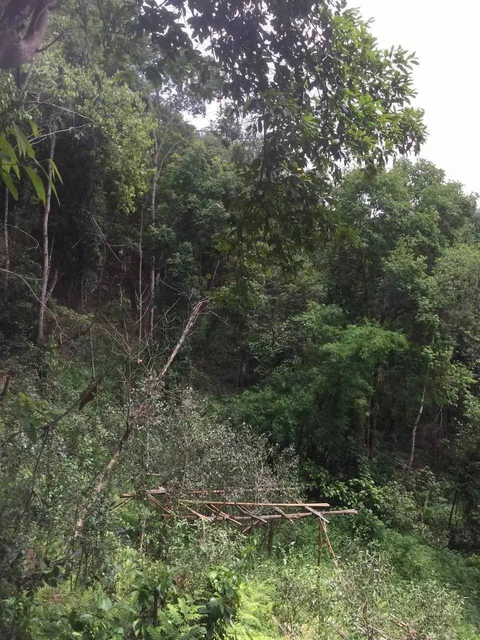 2024年曼松古樹(shù)春茶特點(diǎn)是什么？