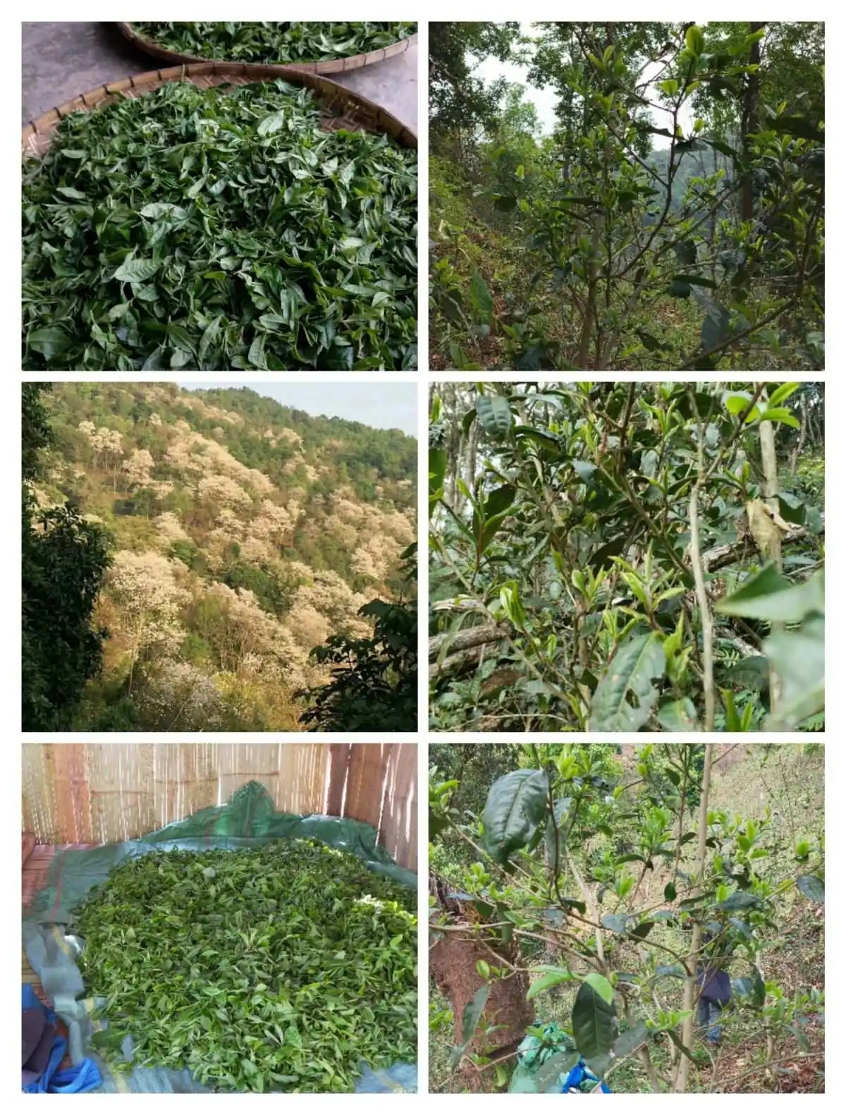 2024年曼松古樹春茶價格是多少？