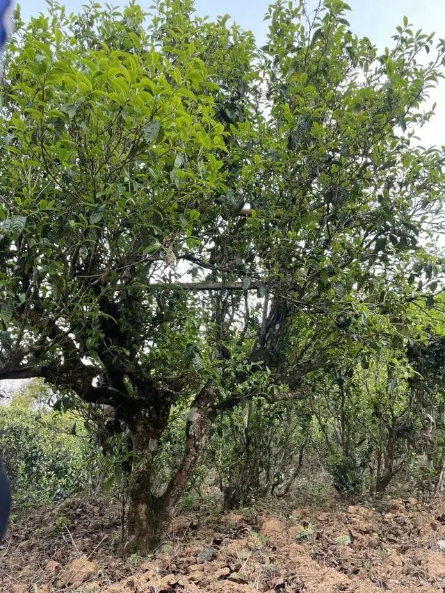 2024年薄荷塘古樹春茶價格是多少？