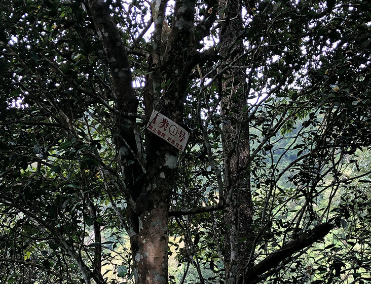 2024年薄荷塘古樹(shù)春茶多少錢(qián)一公斤？