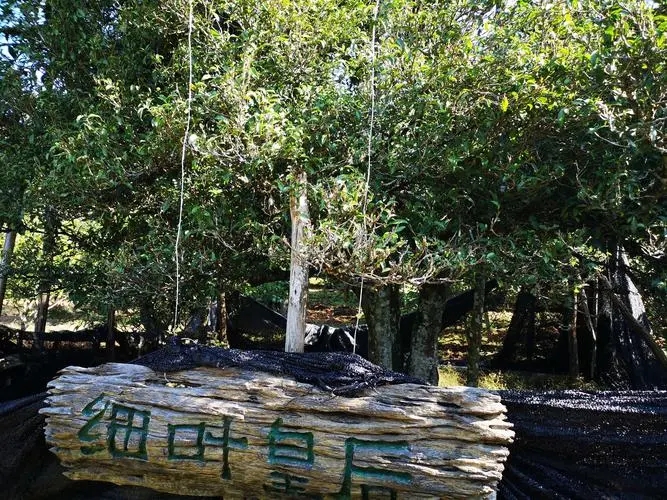 2024年困鹿山古樹春茶口感如何？