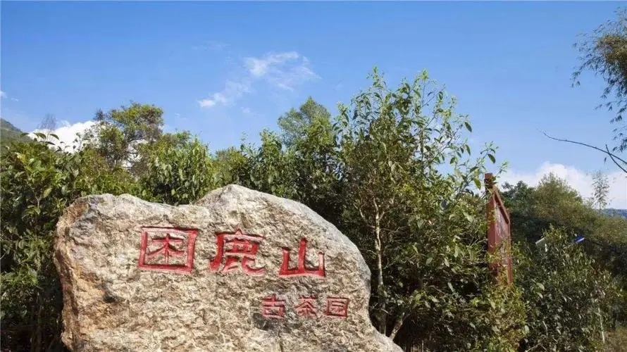 2024年困鹿山古樹(shù)春茶特點(diǎn)是什么？