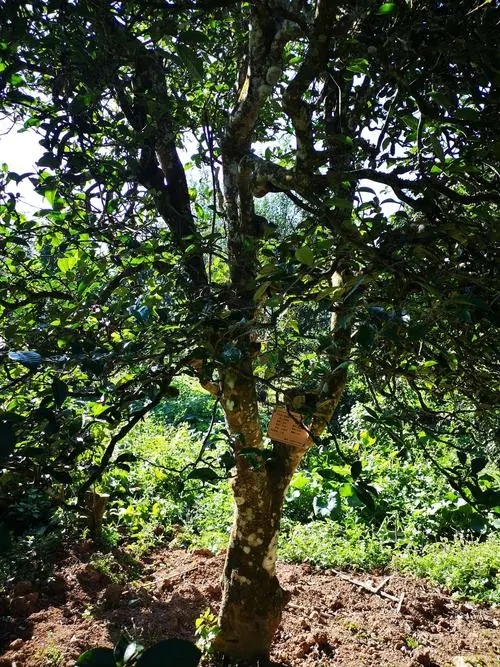 2024年困鹿山古樹(shù)春茶多少錢(qián)一公斤？