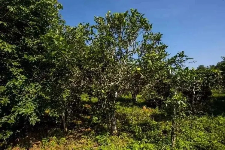 2024年迷帝古樹春茶特點是什么？