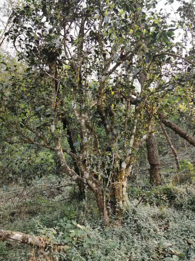 2024年迷帝古樹(shù)春茶口感如何？