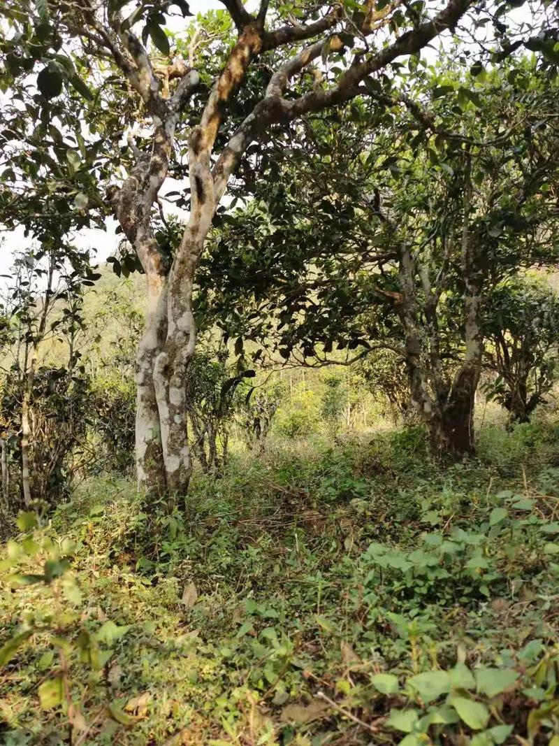 2024年迷帝古樹(shù)春茶品質(zhì)怎么樣？