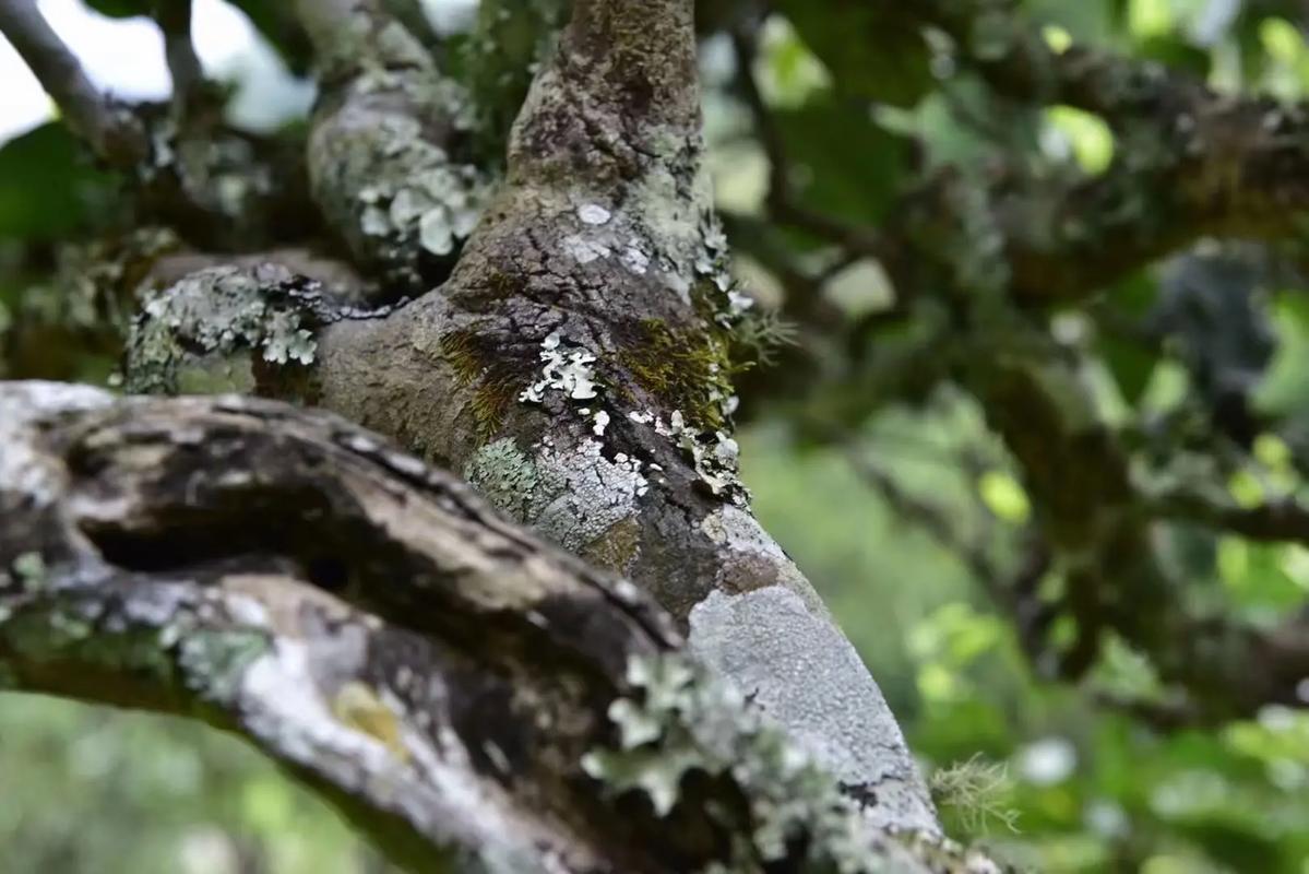 2024年迷帝古樹春茶多少錢一公斤？