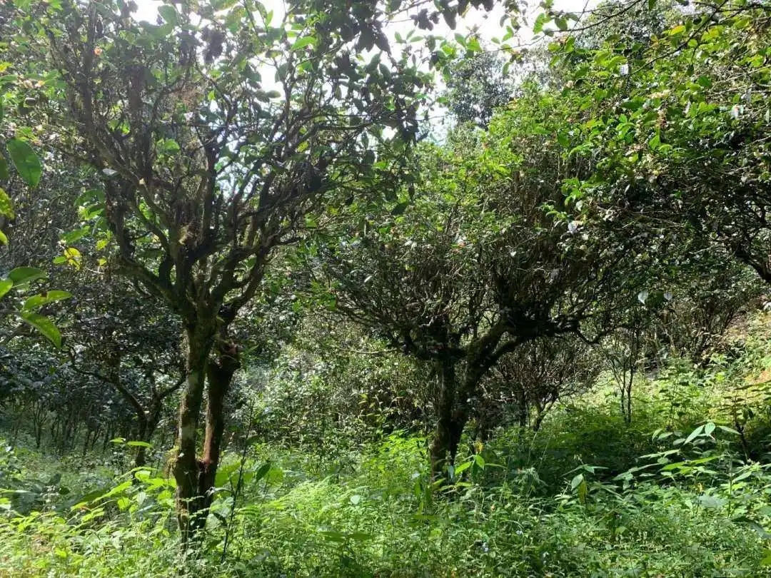 2024年墨江鳳凰窩古樹春茶品質(zhì)怎么樣？