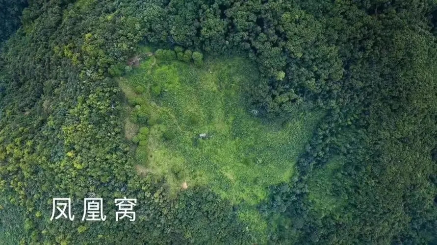 2024年墨江鳳凰窩古樹春茶多少錢一公斤？