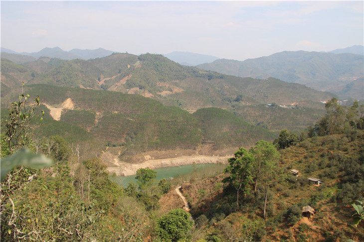 2024年昔歸古樹春茶口感是什么？